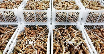 Curcuma